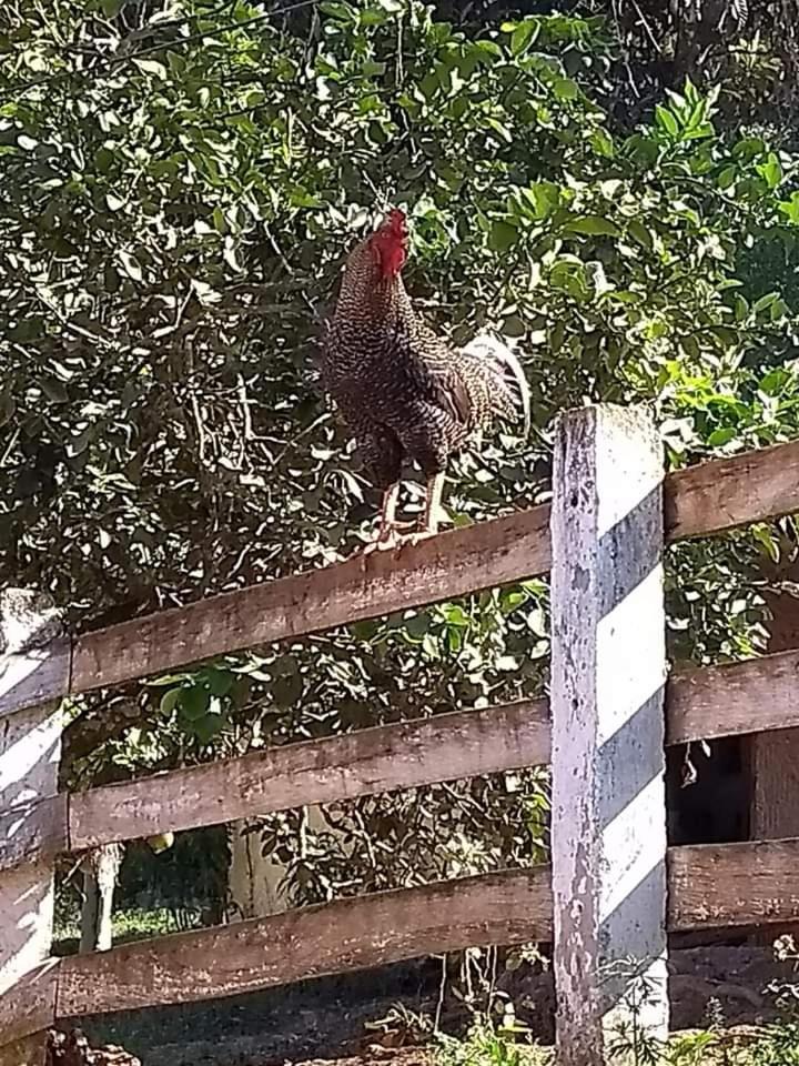 Pousada Fazenda e Pesqueiro Chalé da serra Conceição do Ibitipoca Exterior foto
